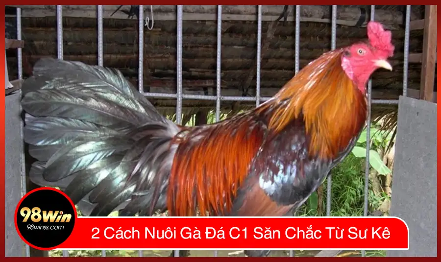 2 Cách Nuôi Gà Đá C1 Săn Chắc Từ Sư Kê