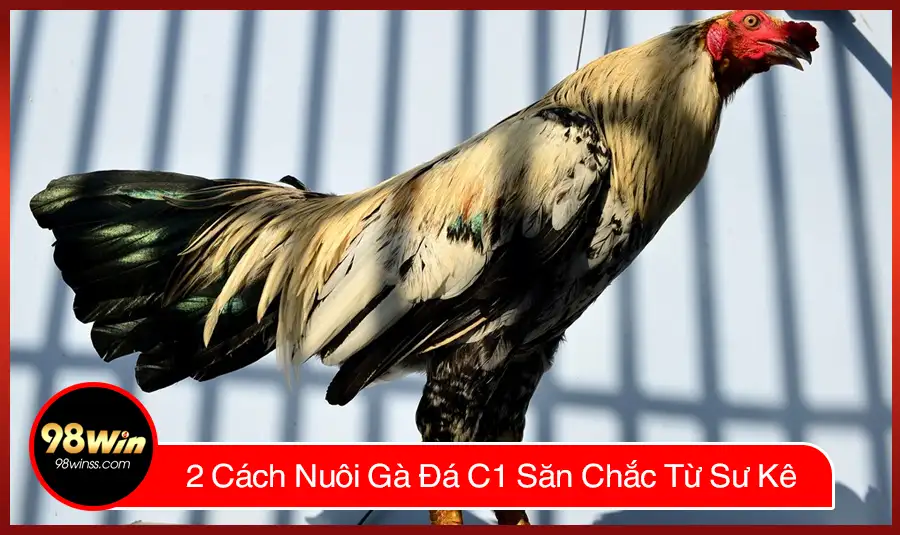 2 Cách Nuôi Gà Đá C1 Săn Chắc Từ Sư Kê