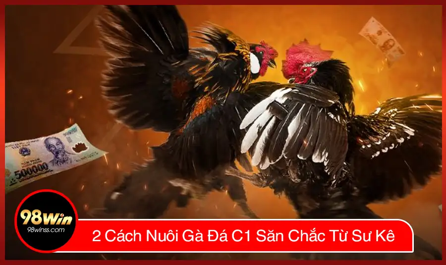 2 Cách Nuôi Gà Đá C1 Săn Chắc Từ Sư Kê