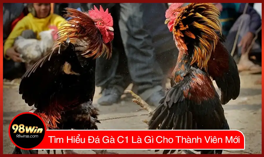 Tìm Hiểu Đá Gà C1 Là Gì Cho Thành Viên Mới