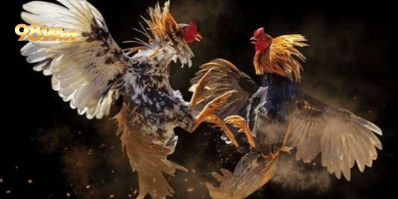 Đá Gà 2 Gà đá cựa tròn cực đỉnh